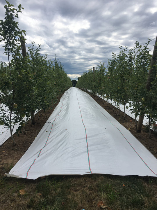 White Reflective Cloth for Apples