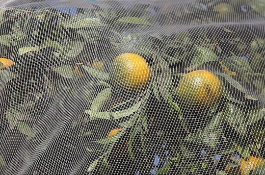 Bee Netting for Oranges