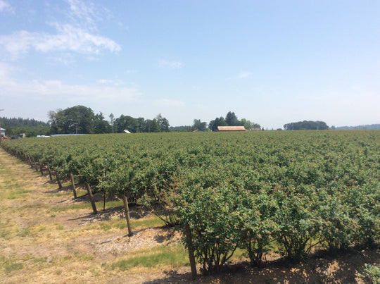 Blueberry Trellis