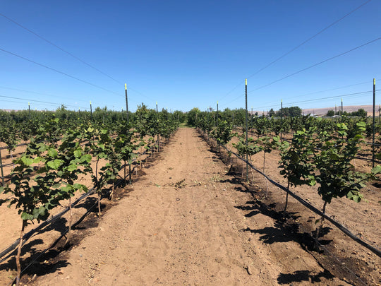 Vertical Trellis for Hazelnuts