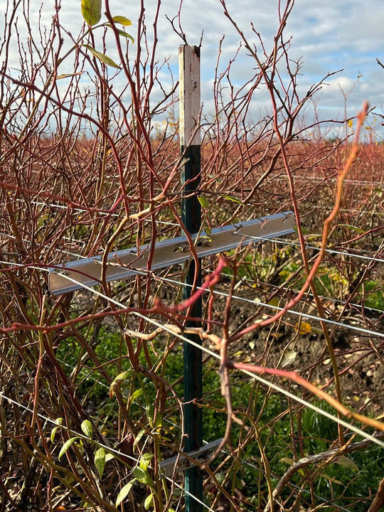 Trellis for Blueberries