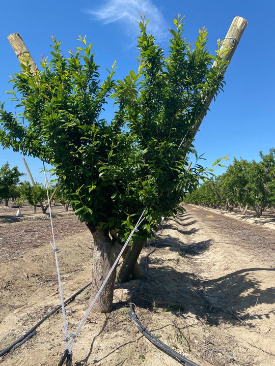 Stone Fruit Trellis