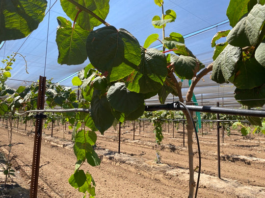 Kiwi Trellis