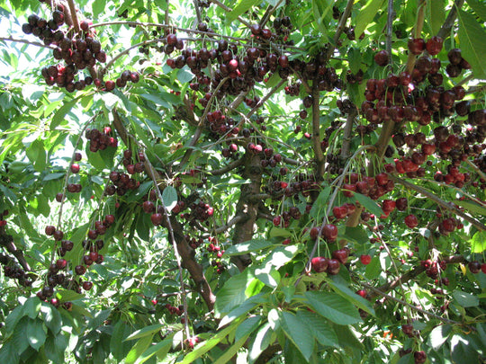 Cherry Trellis