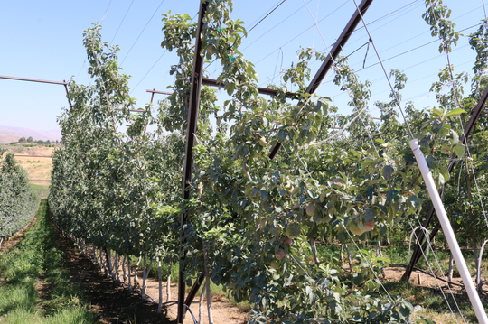 Apple Trellis