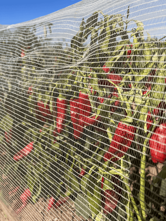 Bee Netting