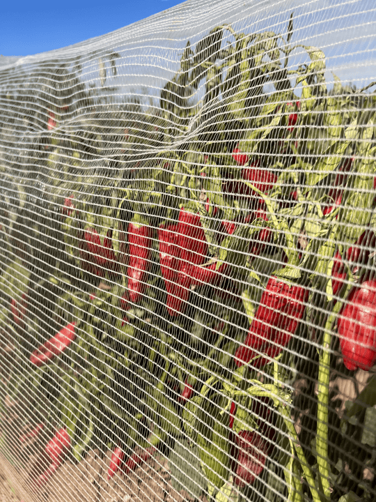 Bee Netting for Peppers