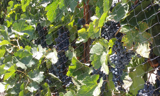 Bird Netting for Wine Grapes