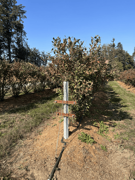 Trellis for Blueberries