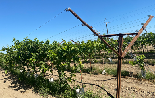 Trellis for Grapes