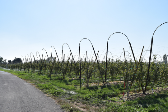 Hoop Trellis for Apples