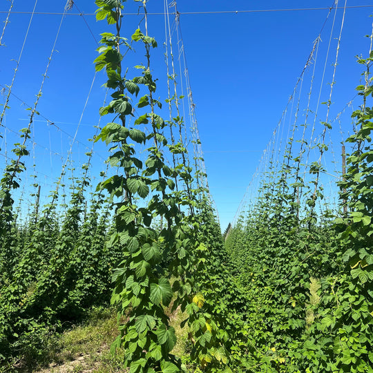 Trellis for Hops