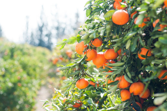 Citrus Trellis