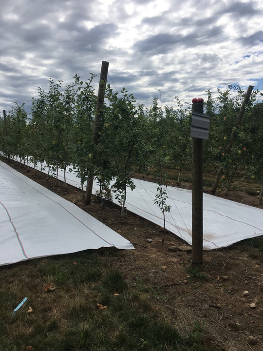 Trellis for Apples