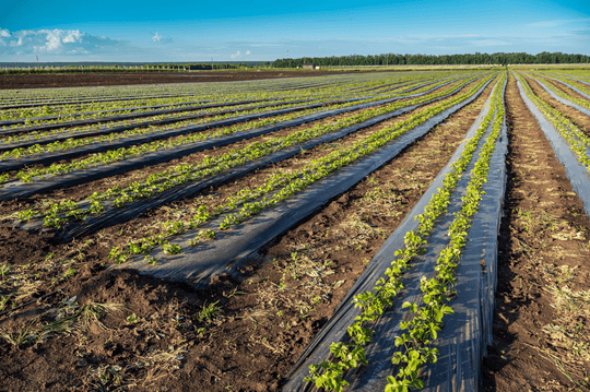 Plastic Mulch Film