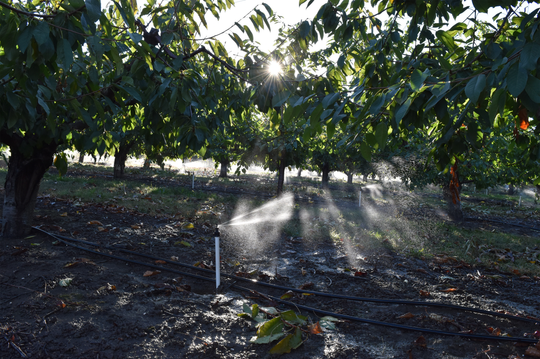 Sprinklers