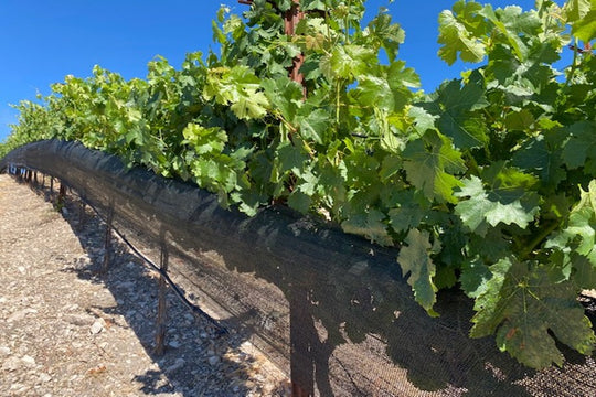 Shade Cloth for Grapes