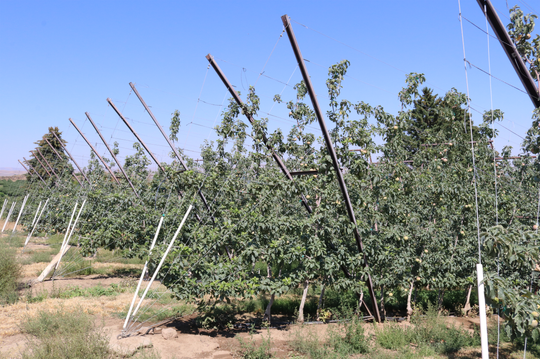 V Trellis for Apples